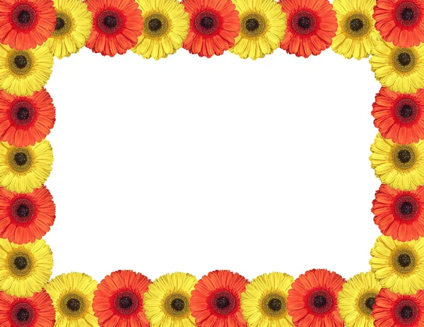 赤と黄色のガーベラの花は、白い背景があるにフレームを作成します。 — ストック写真