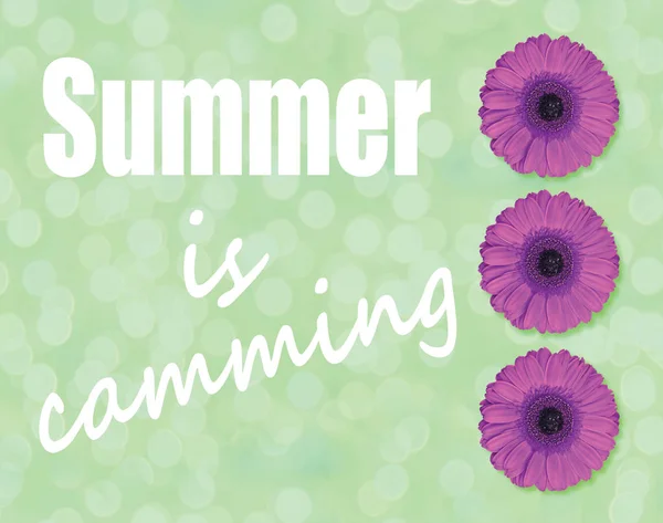O verão está comemorando e flor de Gerbera roxo no brilho da luz — Fotografia de Stock