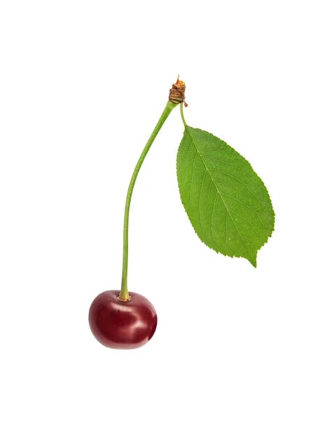 Sweet fresh one cherry with green leaf isolated on white backgro — Stock Photo, Image