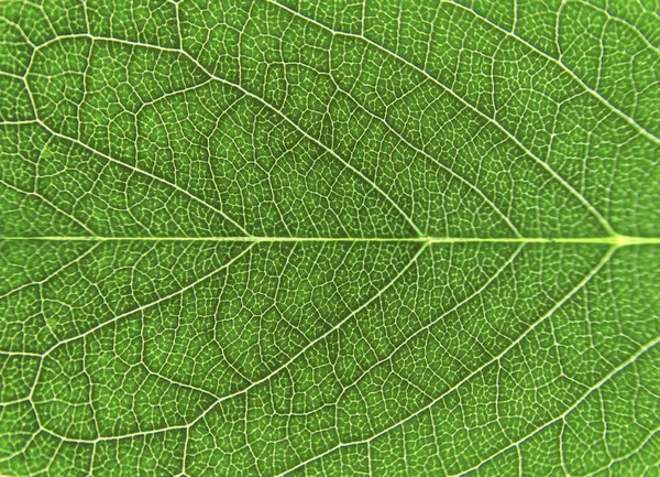 Текстурный фон весеннего зеленого листа — стоковое фото