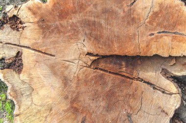 Kesilmiş ağaç gövde arka plan ağaç doku