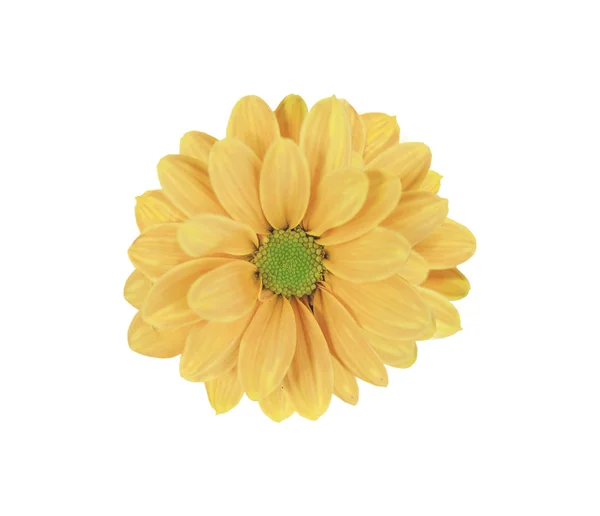 Gele prachtige daisy bloem geïsoleerd op wit — Stockfoto