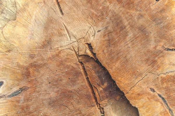 Texture bois du tronc d'arbre coupé fond — Photo