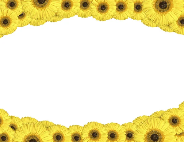 Yellow gerbera flowers create a frame on white background — Stock Photo, Image