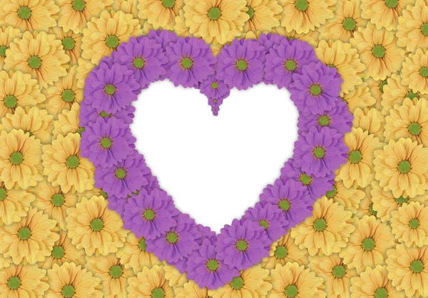 Beau fond de fleur de marguerite jaune et flowe de marguerite violet — Photo
