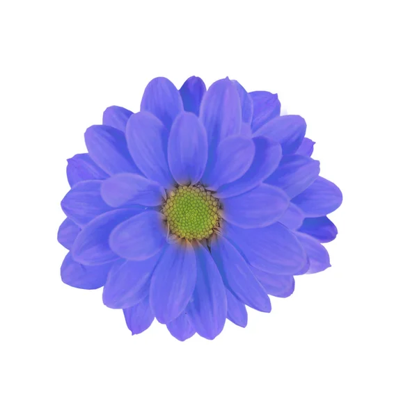 Mooie achtergrond van blauwe daisy bloem geïsoleerd op wit — Stockfoto