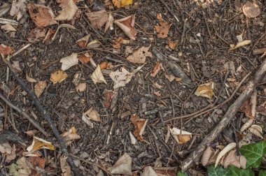 Orman çok brunch ve kuru yaprak arka plan ile toprak zemin