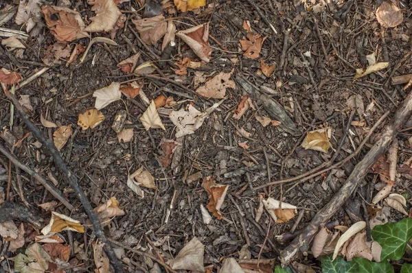 Orman çok brunch ve kuru yaprak arka plan ile toprak zemin