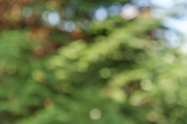 Yeşil bokeh renkli arka plan yeşil çalı ağacı