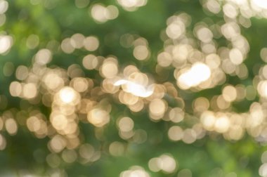 Yeşil ve sarı bokeh renkli arka plan yeşil bush t