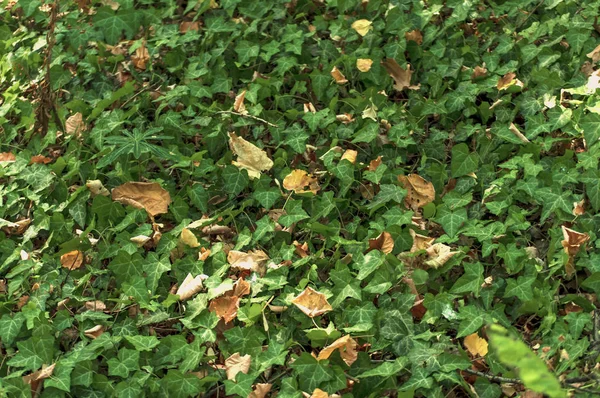 Verde foresta edera pianta rampicante vegetazione fondo — Foto Stock