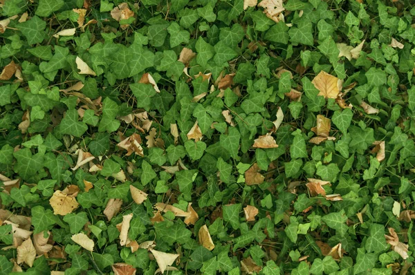 Bosque verde hiedra planta hoja vegetación fondo —  Fotos de Stock