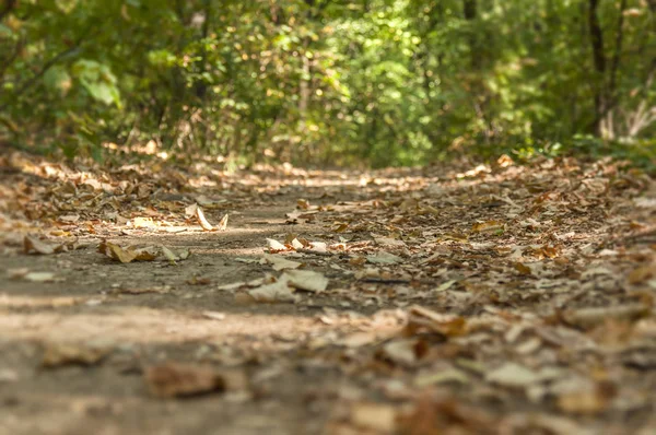 Sol forestier vert chemin sale pour la marche et la piste de course — Photo