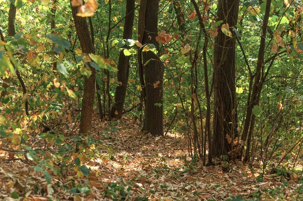 Sol forestier vert sentier sale pour la marche et la course — Photo