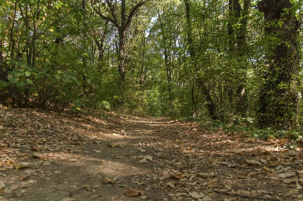 Πράσινο δάσος χώμα βρώμικο διαδρομή για περπάτημα και τρέξιμο λωρίδα — Φωτογραφία Αρχείου