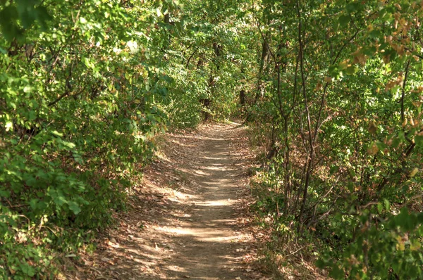 Πράσινο δάσος χώμα βρώμικο διαδρομή για περπάτημα και τρέξιμο — Φωτογραφία Αρχείου