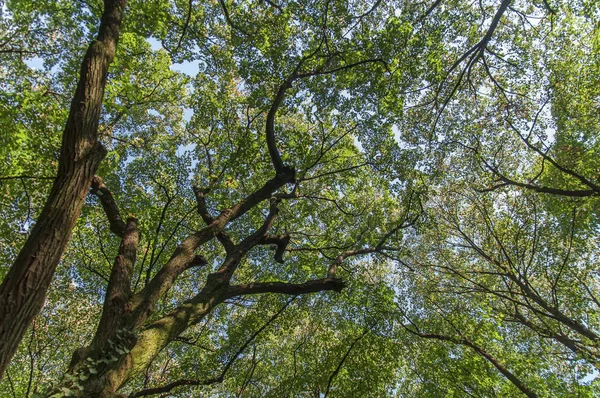 Bosque grande árbol vista fondo y cielo fondo — Foto de Stock