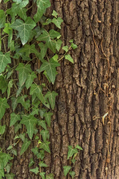 Arbusto de hiedra verde sobre fondo de árbol forestal —  Fotos de Stock