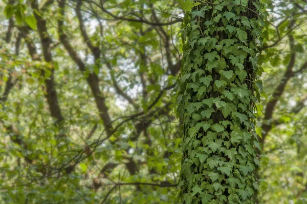 Arbusto de hera verde em todo o fundo da árvore florestal — Fotografia de Stock