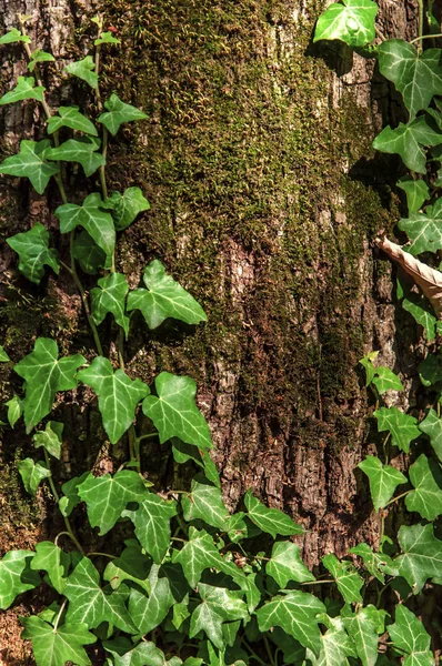 Groene klimop bush op bos boom achtergrond — Stockfoto