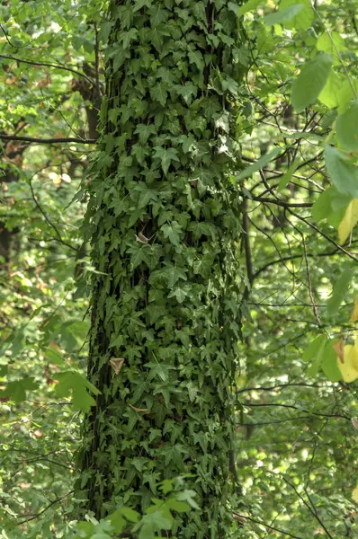 Groene klimop bush op hele bos boom achtergrond — Stockfoto