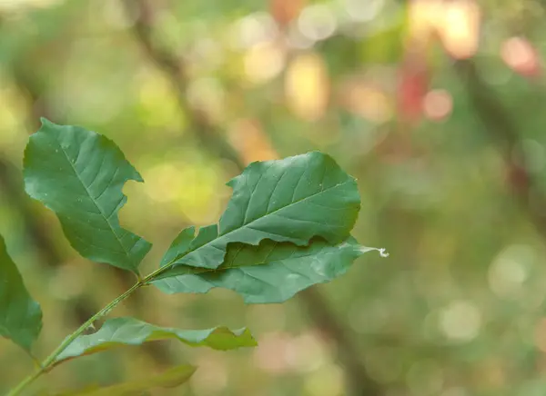 Πράσινο φύλλο μέσα στο δάσος με φόντο bokeh — Φωτογραφία Αρχείου