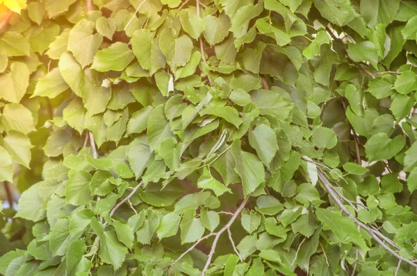 绿叶夏天树抽象植物园与黄色的太阳 — 图库照片