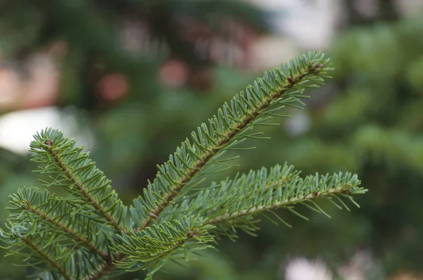 Grüne Kiefer Zweig Baum Garten Bokeh Hintergrund — Stockfoto