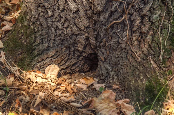 Loch im Baum wie Baumhaus im Wald mit viel Laub — Stockfoto