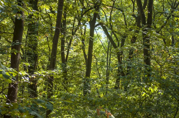 Arbre forestier vert fond de feuille naturel — Photo