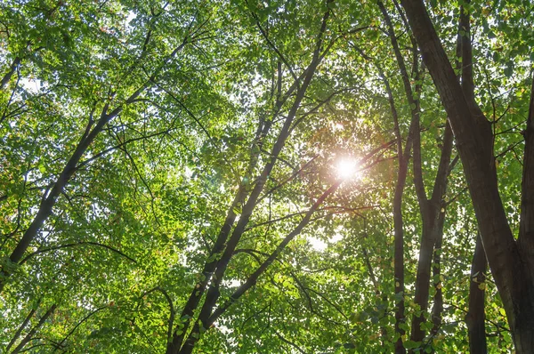 Yeşil orman ağaç ve brunch güneşli gün backgr lens flare ile