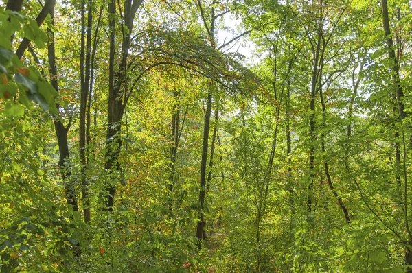 Θέα στο καταπράσινο δάσος και το πράσινο δέντρο φυσικός υπαίθριο πάρκο — Φωτογραφία Αρχείου