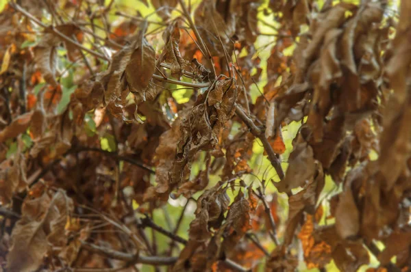 Παλιά ξηρό δάσος κόκκινα και κίτρινα φύλλα σεζόν — Φωτογραφία Αρχείου