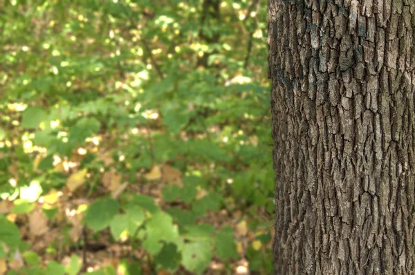 Стара текстура деревини в лісах з зеленим фоном — стокове фото