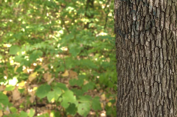 Oude textuur hout in de fores met groene achtergrond — Stockfoto