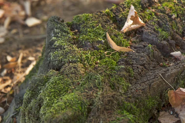 Oude houten mos stomp in het bos op zonnige dag — Stockfoto