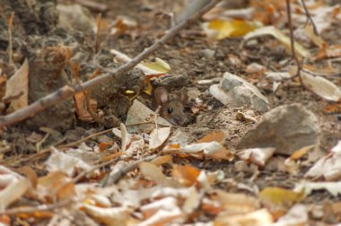 Küçük orman ahşap fare deliğinden girmeyi başaran