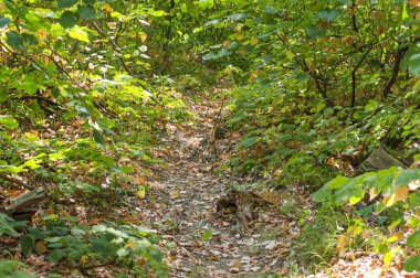 Yürüyüş için toprak ve yaprak orman kirli yol yeşil orman yolu bir