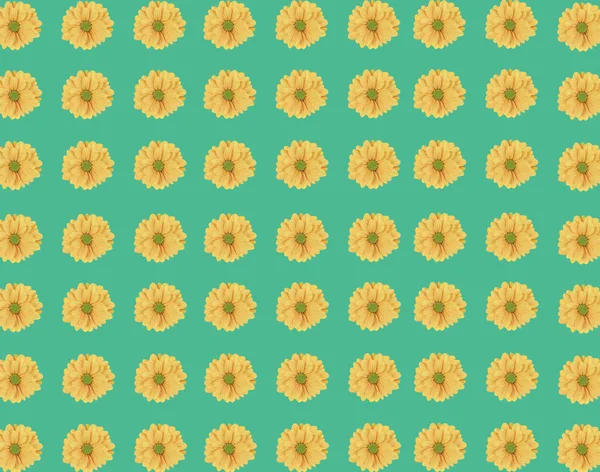 Patrón sin costuras de flor fresca de margarita amarilla sobre fondo verde — Foto de Stock