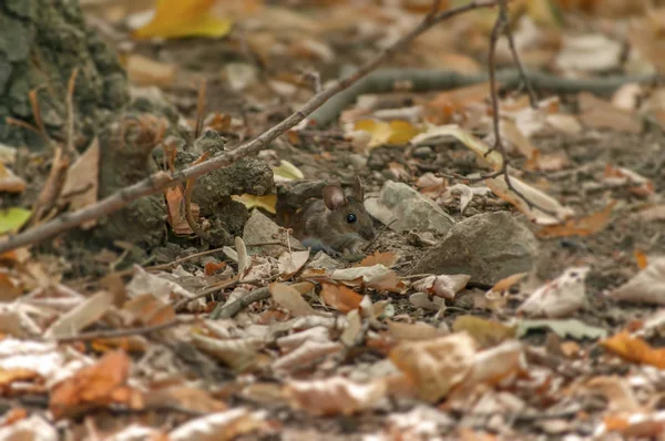 Petite souris en bois de forêt culminant du trou — Photo