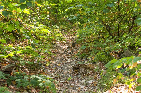 Yürüyüş için toprak ve yaprak orman kirli yol yeşil orman yolu bir