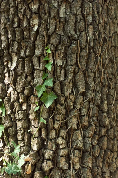 Texture du bois motif forêt macro bois — Photo