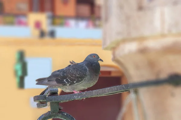 여름 날에 시 샘에 혼자 서 검은 주 근 깨와 회색 비둘기 — 스톡 사진