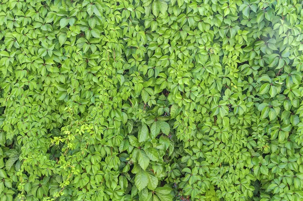 원활한 부시 정원 울타리 패턴 처럼 녹색 담 쟁이 식물 벽 텍스처 — 스톡 사진