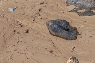 Bir yaz gününde, kumlu plaj arka plan beach taş ıslak
