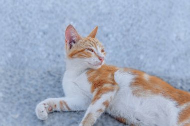 Küçük sokak serseri sarı genç yavru kedi yüzüne asfalt üzerinde