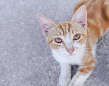 Asfalt görünümlü küçük sarı genç sokak yavru kedi