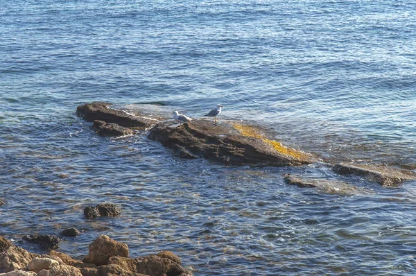 Zwei Möwenvögel, die auf Meeressteinen mit natürlicher Umgebung stehen — Stockfoto