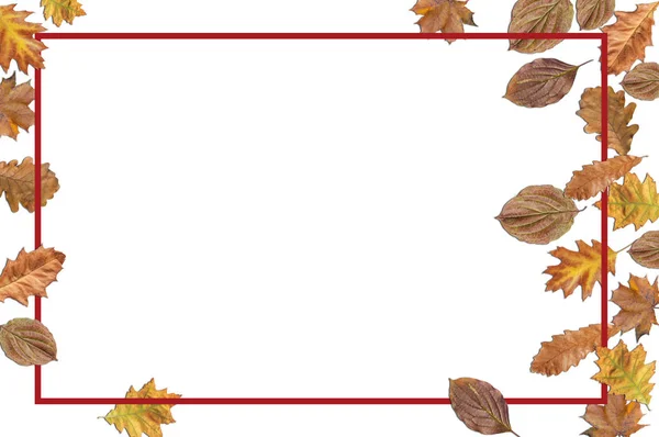 Bordo frame with autumn leaves for thanksgiving on white background — Stock Photo, Image