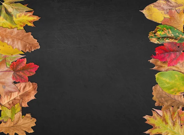Boş yazı tahtası için şükran tasarım kartpostal afiş ile sonbahar yaprakları — Stok fotoğraf